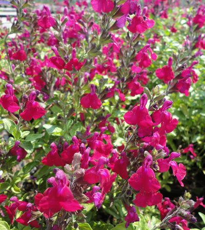 Little-Leaf Sage Heatwave™ Blaze